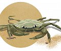 crabe-vert.jpg