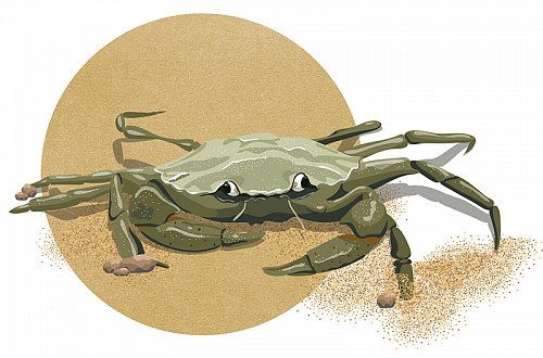 crabe-vert.jpg